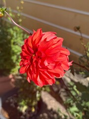 red dahlia flower
