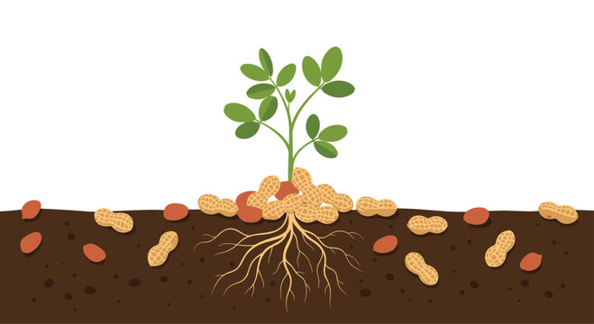 Illustration of a peanut plant with green leaves above ground and a visible root system with peanuts growing in the soil.