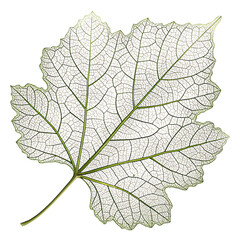 Obraz premium isolated on a transparent background png