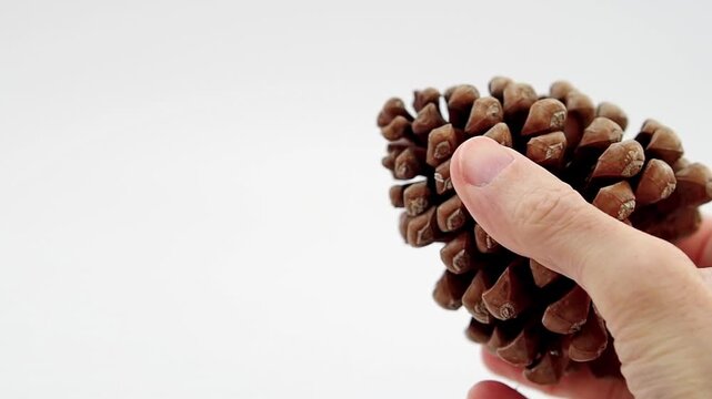 An hand handling a pine nut cone in a close up view on a white background