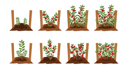 Growth stages of a cranberry or lingonberry bush, from a small sprout to a mature plant full of red berries in the soil. © Koddos