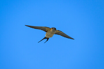 コシアカツバメの飛翔