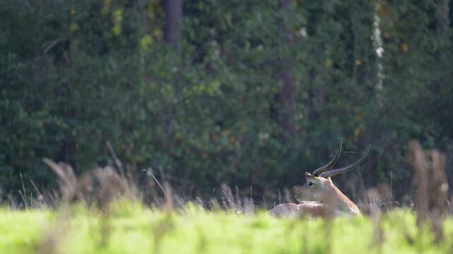 Male red lechwe lying and observing in a grassland. Kobus leche, R&eacute;serve zoologique de la Haute-Touche, Azay le Ferron, Indre 36, r&eacute;gion Centre Val de Loire, France, European Union, Europe