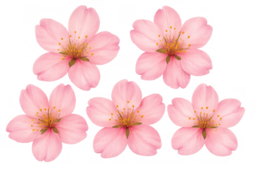 Pink sakura flowers in a watercolor style, depicting spring and renewal elements with a transparent background