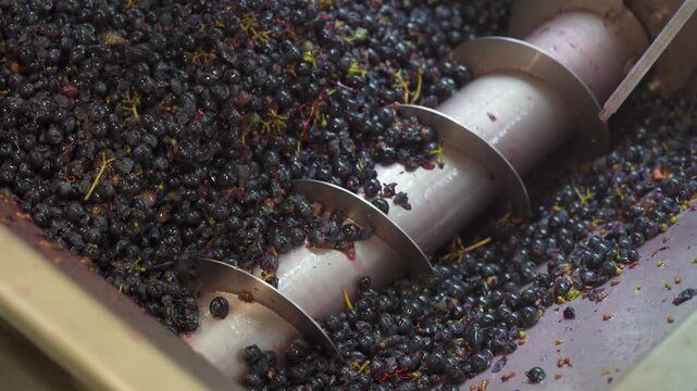 Large Auger, Screw-like Component For Crushing Grapes. Grape Crusher-Destemmer. Close-up Shot