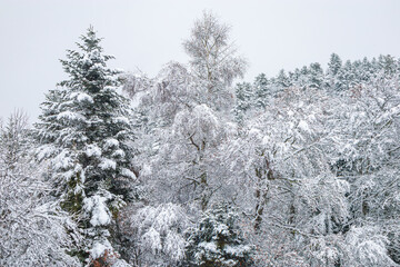Forest landscape under fresh snow in the south in the French Pyrenees.
Camurac in Occitanie in Aude.
