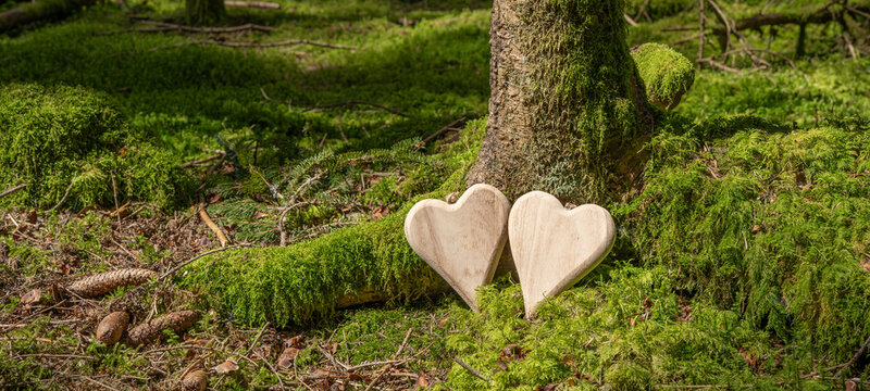 Funeral wooden Heart near a fir spruce tree. Natural burial grave in the forest woods. Wood hearts on grass or moss. Tree burial