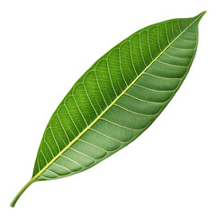 Obraz premium isolated on a transparent background png