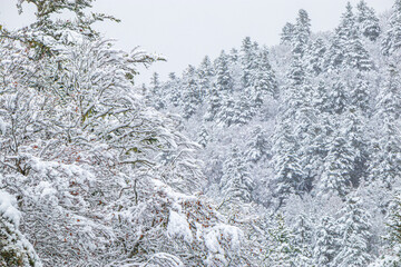 Forest landscape under fresh snow in the south in the French Pyrenees.
Camurac in Occitanie in Aude.
