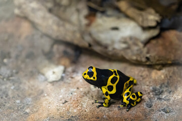 Yellow-Banded Poison Dart Frog