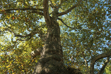 Fototapeta premium Sunlight filters through the leaves of a tall tree in a serene park during a clear afternoon