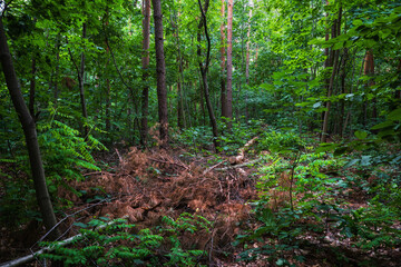 Dried Pine Tree In Mixed Forest