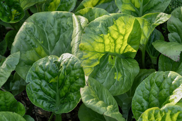 Leaves of Bergenia Ciliata Winter Begonia