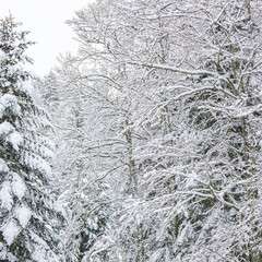 Forest landscape under fresh snow in the south in the French Pyrenees.
Camurac in Occitanie in Aude.
