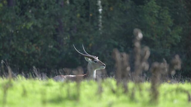 Male red lechwe lying and observing in a grassland. Kobus leche, R&eacute;serve zoologique de la Haute-Touche, Azay le Ferron, Indre 36, r&eacute;gion Centre Val de Loire, France, European Union, Europe