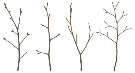 Collection of bare tree branches in early spring on transparent background for seasonal design needs Rustic and simple tree branch design elements Four bare branches