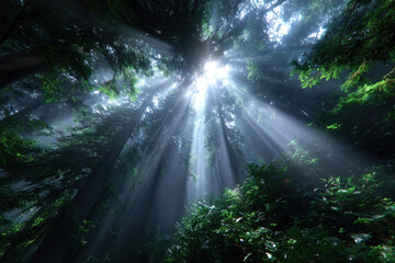 Sunlight filtering through tall trees in a dense forest during a quiet morning