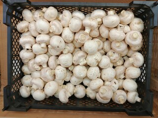 garlic in a basket