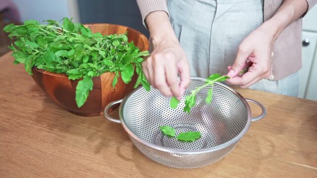 Woman picking fresh holy basil leaves in colander on wooden counter for prepare cooking