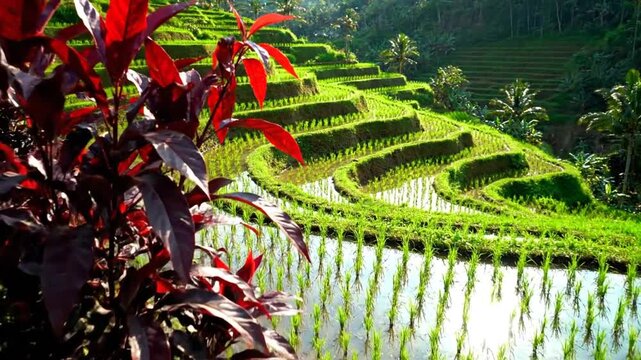 深紅の葉がざわめくエメラルドの棚田、ルビーレッドのアクセントが丘の中腹に鮮やかに広がる