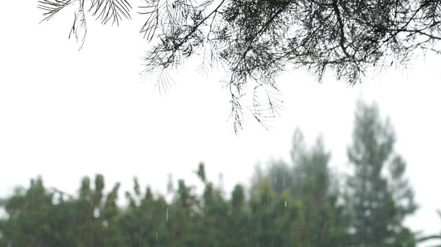 pine trees in the morning after rain