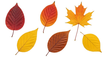 Obraz premium Colorful Autumn Leaves Assortment on Transparent Background Vibrant Fall Foliage Collection with Maple Birch and Cherry Leaves Seasonal Botanical Elements for Graphic Design and
