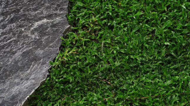 green grass on the ground in raining season