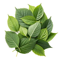 Pile of fresh green leaves isolated on transparent background png