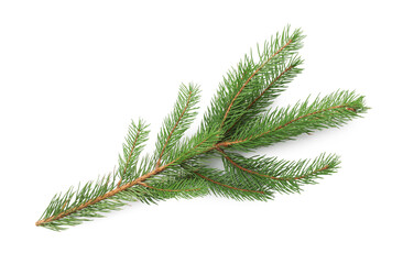 Green Christmas tree branch on white background, top view