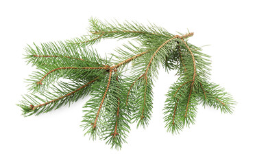 Green Christmas tree branch on white background
