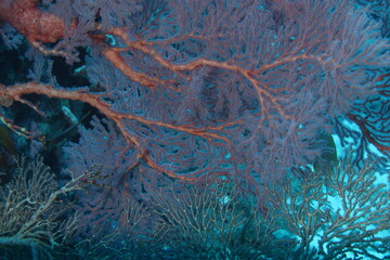 gorgonia coral