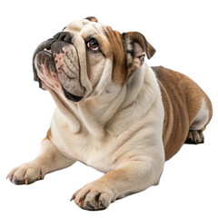 Obraz premium English Bulldog Lying Down and Looking Up – Cute Dog Isolated on Transparent Background