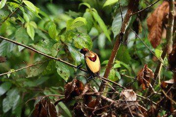 magnificent bird-of-paradise (Diphyllodes magnificus)