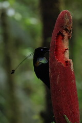 Western parotia (Parotia sefilata)