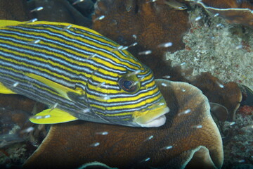 ribboned sweetlip (Plectorhinchus polytaenia)