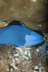 Niger triggerfish (Odonus niger)