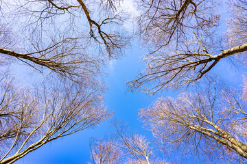 Bare Trees Framing Clear Blue Sky in Forest