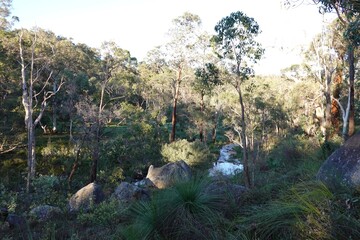 Morning in forest with running stream