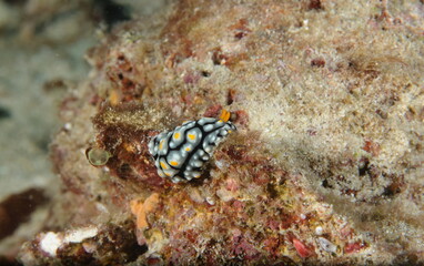 Nudibranch (Phyllidia varicosa)