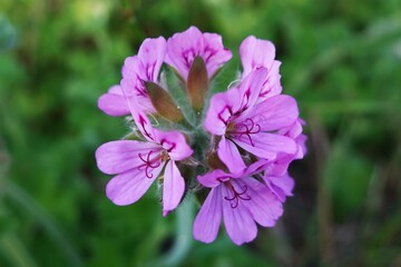 Fototapeta premium purple flowers in the garden