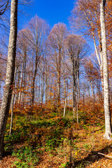 Autumn Forest Trees Showing Vibrant Seasonal Colors Against Blue Sky