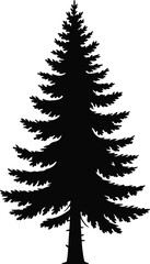 Fototapeta premium Dark black silhouette of a tall evergreen pine tree