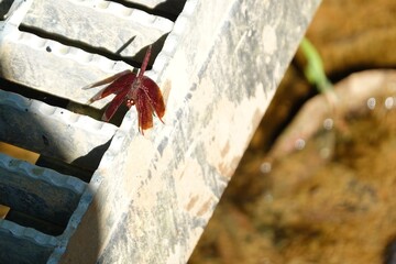 Red dragonfly perched on bridge over water
