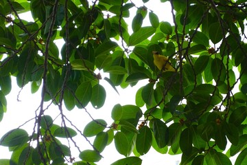 Yellow bird perched on tree with green leaves