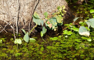 Baby gumtree next to old gumtree with water and aquatic plants