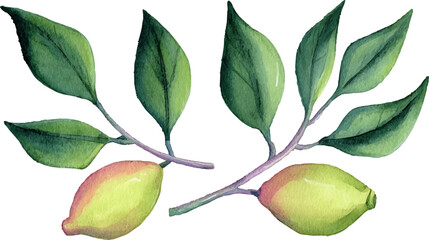 Botanical Lemon Fruit Watercolor Art Illustration Vector