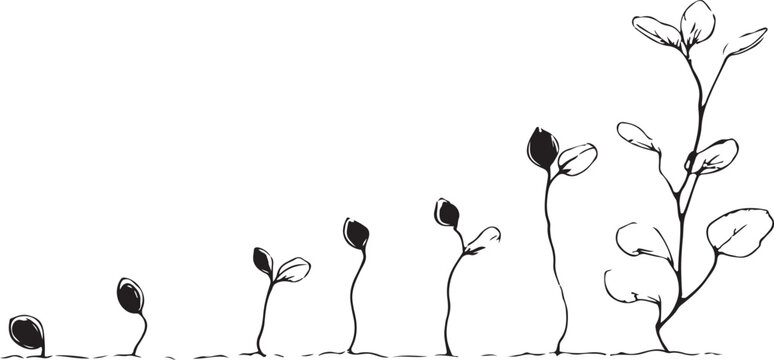 Seed to sprout growth stages line art silhouette, minimal black and white seedlings evolving along a timeline, concept.