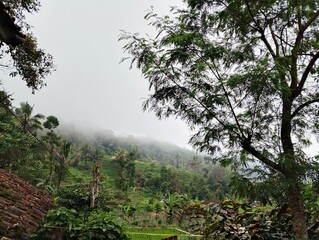 morning in the forest