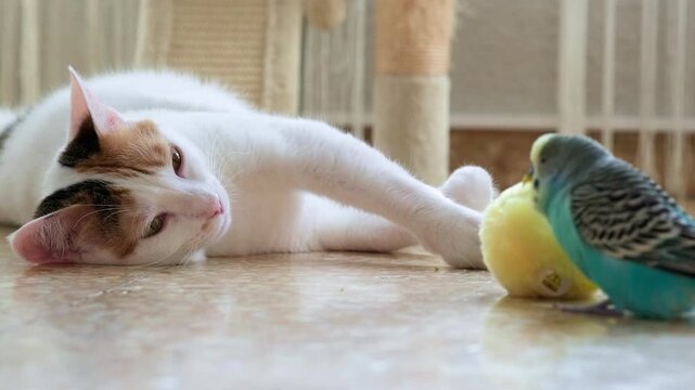 A parrot is playing with a toy, a cat is watching him with curiosity