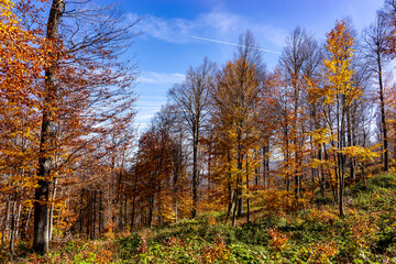 Fototapeta premium Autumn Forest Trees Showing Vibrant Seasonal Colors Against Blue Sky